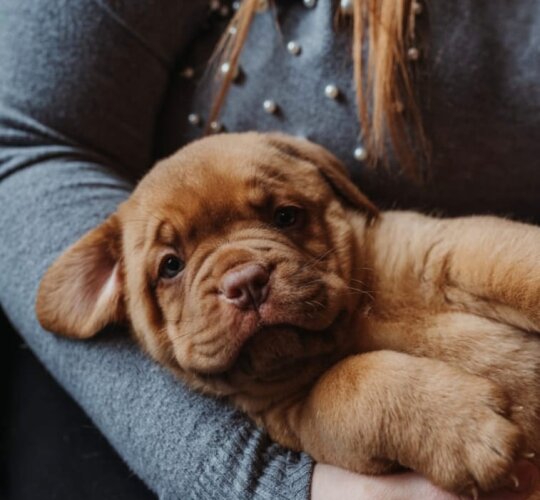 Dogue De Bordeaux