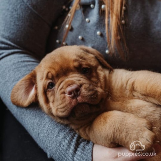 Dogue De Bordeaux - Both