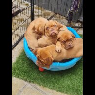 Dogue De Bordeaux - Bitches