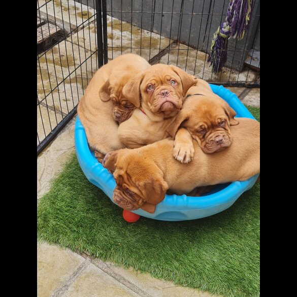 Dogue De Bordeaux - Bitches