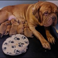 Dogue De Bordeaux - Bitches