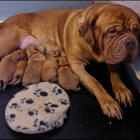 Dogue De Bordeaux - Bitches