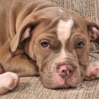 English Bulldog - Both