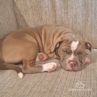 English Bulldog - Both