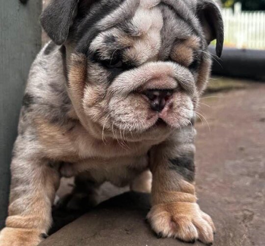 English Bulldog