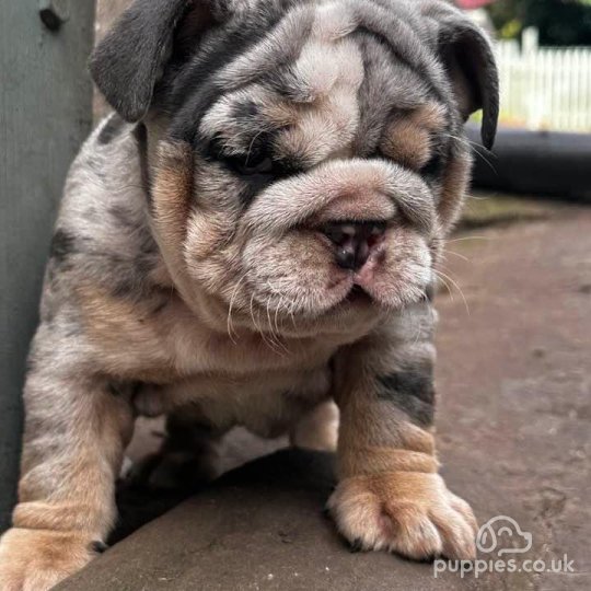 English Bulldog - Both