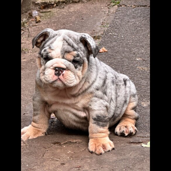 English Bulldog - Both