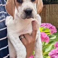 English Pointer - Both