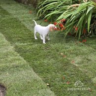 English Pointer - Both