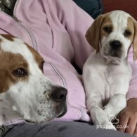 English Pointer - Both