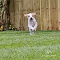 English Pointer - Both