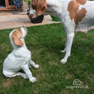 English Pointer - Both