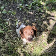 English Springer Spaniel - Both