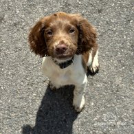 English Springer Spaniel - Both