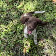 English Springer Spaniel - Both