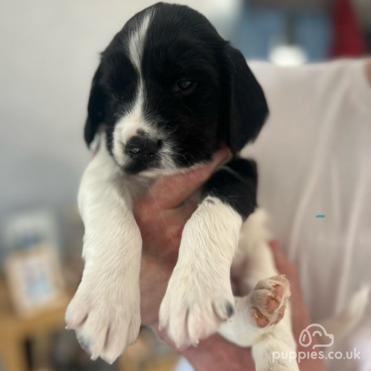 English Springer Spaniel - Both