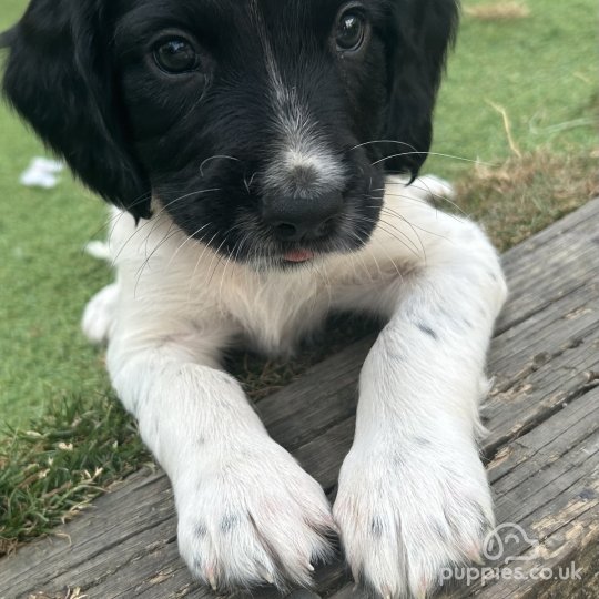 English Springer Spaniel - Both