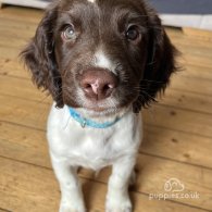 English Springer Spaniel - Bitches