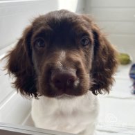 English Springer Spaniel - Bitches