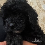 Cavapoo - Both