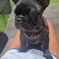 French Bulldog - Dogs