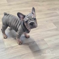 French Bulldog - Dogs