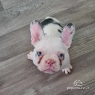 French Bulldog - Dogs