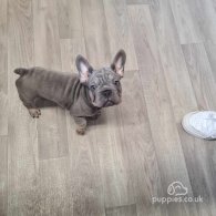 French Bulldog - Dogs