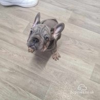 French Bulldog - Dogs