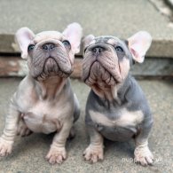 French Bulldog - Dogs