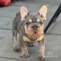 French Bulldog - Dogs