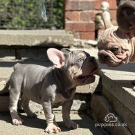 French Bulldog - Dogs