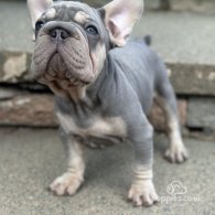 French Bulldog - Dogs