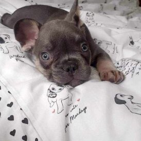 French Bulldog