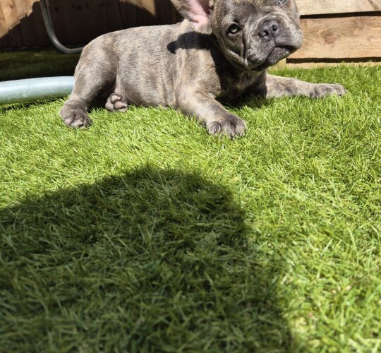 French Bulldog