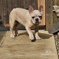 French Bulldog - Both