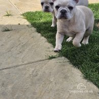 French Bulldog - Both