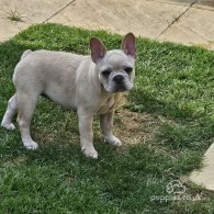 French Bulldog - Both