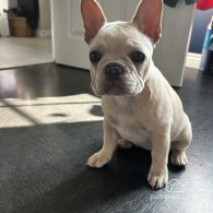 French Bulldog - Both