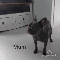 French Bulldog - Both