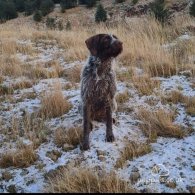 German Pointer - Both