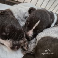 German Pointer - Both