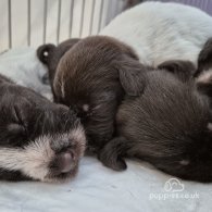 German Pointer - Both