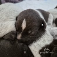 German Pointer - Both