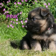 German Shepherd (Alsatian) - Both