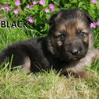 German Shepherd (Alsatian) - Both