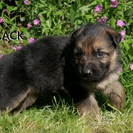 German Shepherd (Alsatian) - Both