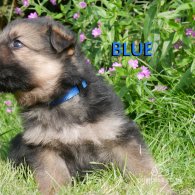 German Shepherd (Alsatian) - Both