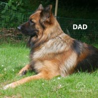 German Shepherd (Alsatian) - Both