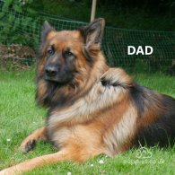 German Shepherd (Alsatian) - Both